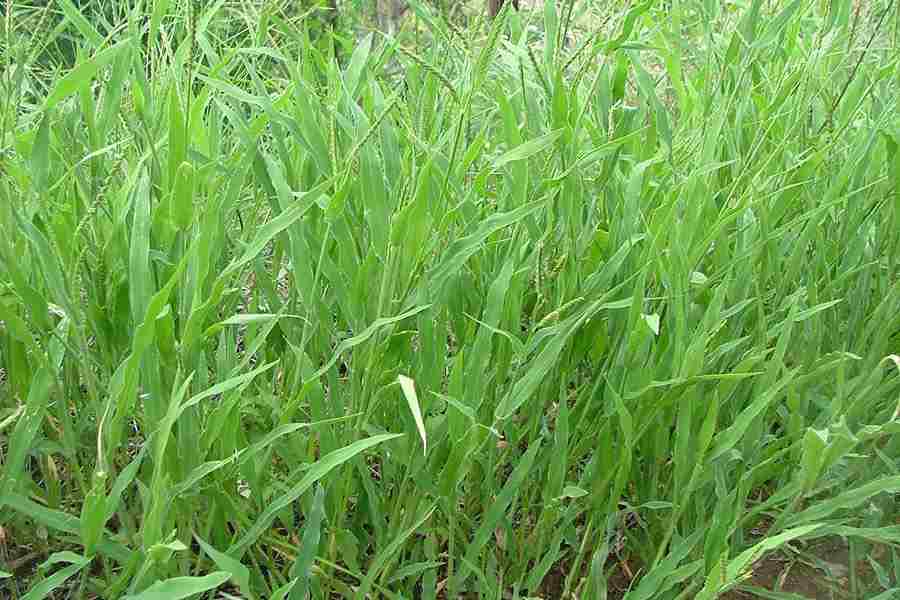 Panic Liverseed Grass