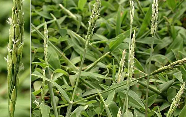 Sprawling Signalgrass