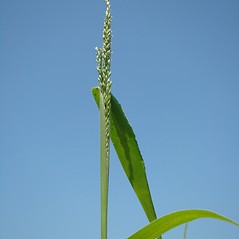 Texas Signalgrass