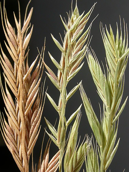 Vulpia Species, Squirreltail Fescue