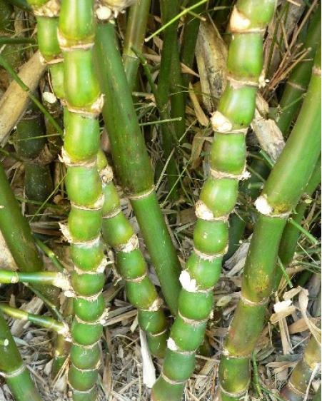 Bambusa, Buddhas Belly Bamboo Holochrysa Kimmei