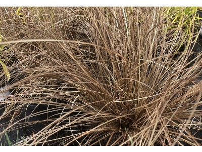 New Zealand Hair Sedge Milk Chocolate