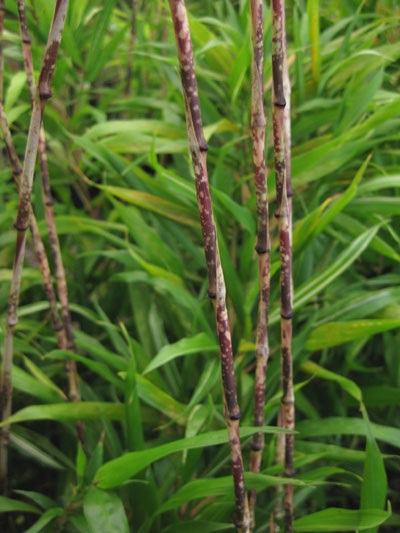 Chimonobambusa, Marbled Bamboo Variegata