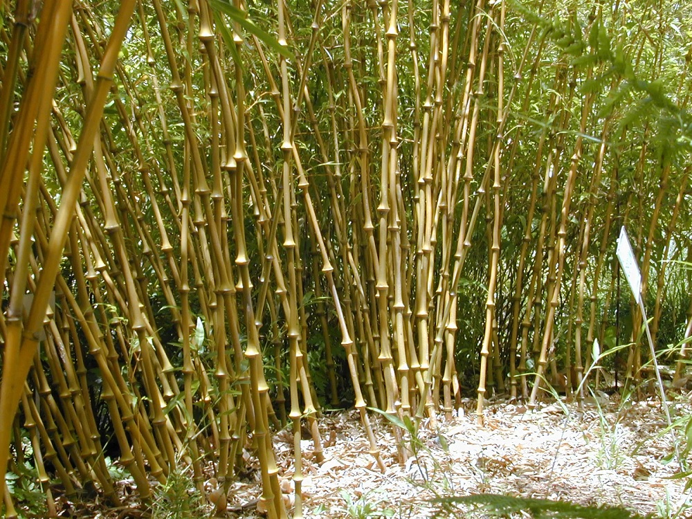 Chimonobambusa Species, Walking Stick Bamboo
