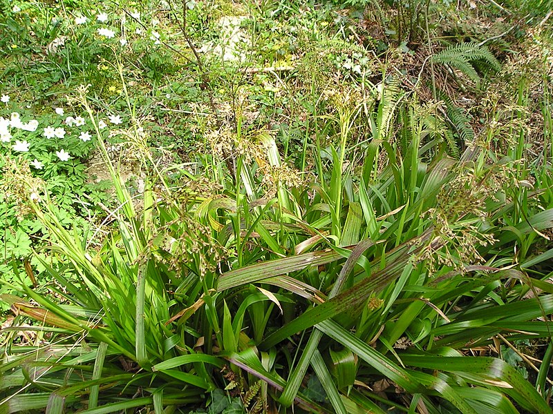 Greater Wood Rush Bromel