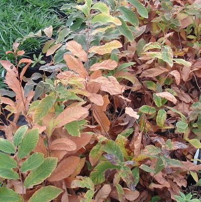 Chinquapin, Allegheny Chinkapin, Dwarf Chestnut