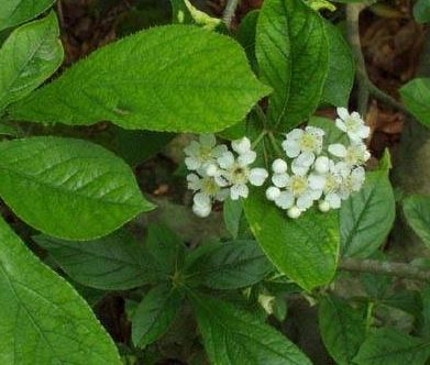 Oriental Photinia