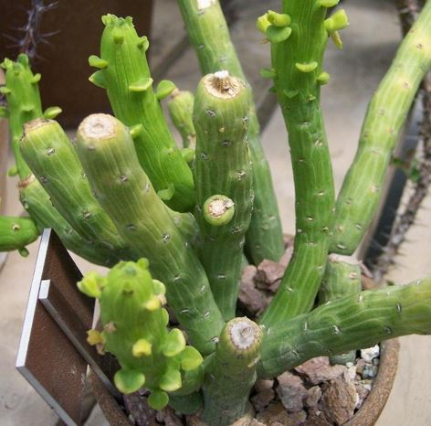 Euphorbia Species, Octopus Arms