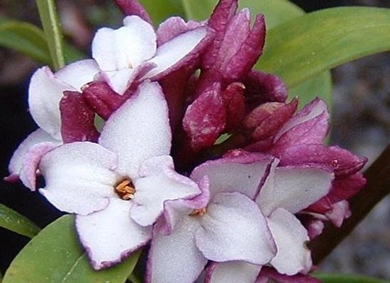 Daphne, Fragrant Daphne, Winter Daphne Rubra