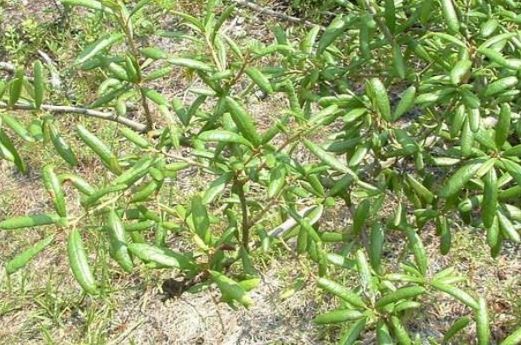 Scrub Oak, Florida Scrub Oak, Sandhill Oak