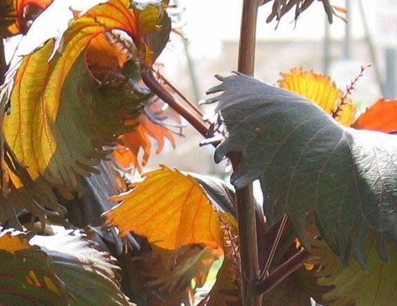 Acalypha, Lance Copperleaf, Copper Leaf, Jacobs Coat Haleakala
