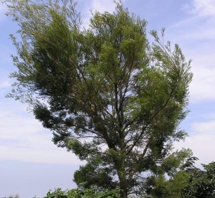 Melaleuca Species, Manuka, Narrow-Leaved Paperbark, Tea Tree