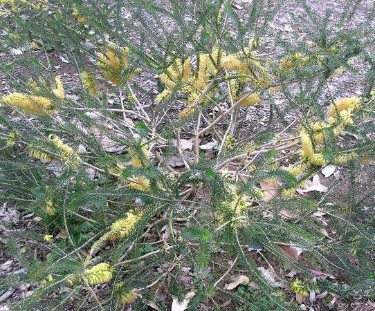 Melaleuca Species, Australian Net Bush, One-Sided Bottlebrush