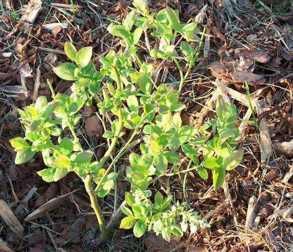 Vaccinium, Highbush Blueberry Bluejay