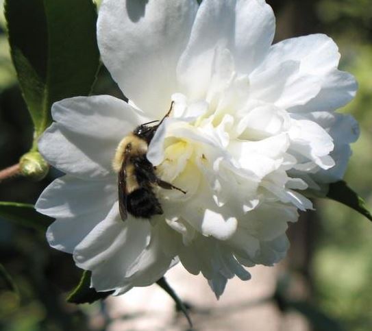 Camellia, Hybrid Camellia Snow Flurry
