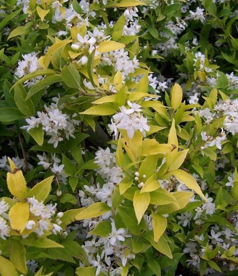Deutzia, Slender Deutzia Duncan