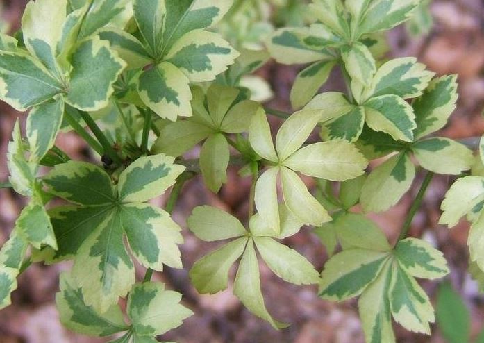 Eleutherococcus, Variegated Five-Fingered Aralia Variegatus