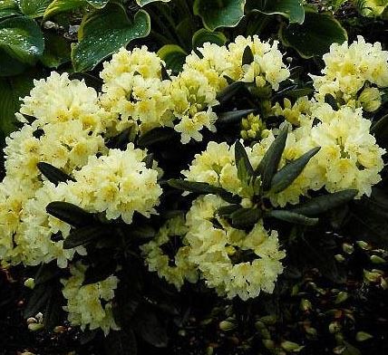 Rhododendron Capistrano