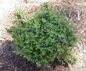 Abelia Species, Chinese Abelia, Glossy Abelia