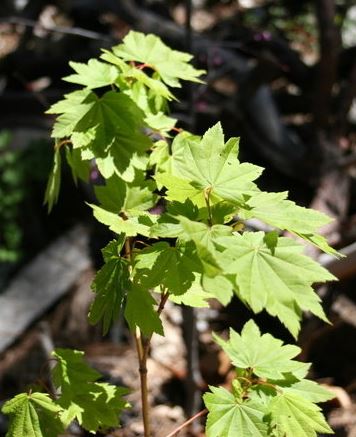 Vine Maple, Mountain Maple Pacific Fire
