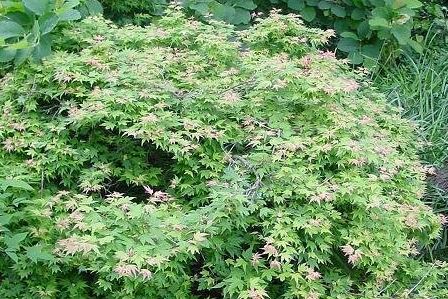 Japanese Maple Coonara Pygmy