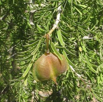 Guyacan, Texas Guaiacum, Soapbush