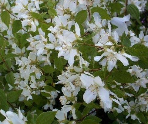 Philadelphus, Mock Orange Manteau dHermine
