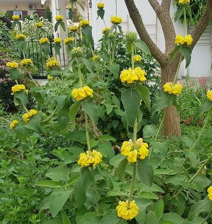 Phlomis, Jerusalem Sage Edward Bowles