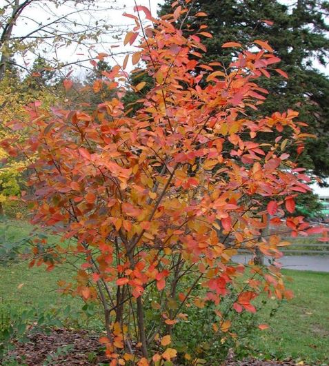 Allegheny Serviceberry