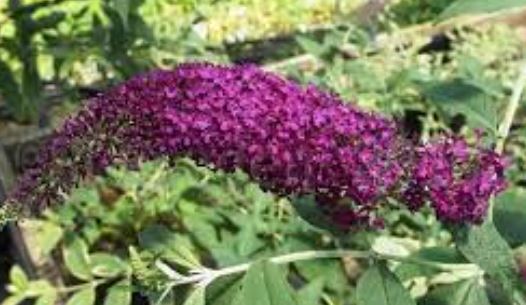 Buddleja, Butterfly Bush, Orange-eye Butterflybush, Summer Lilac Attraction