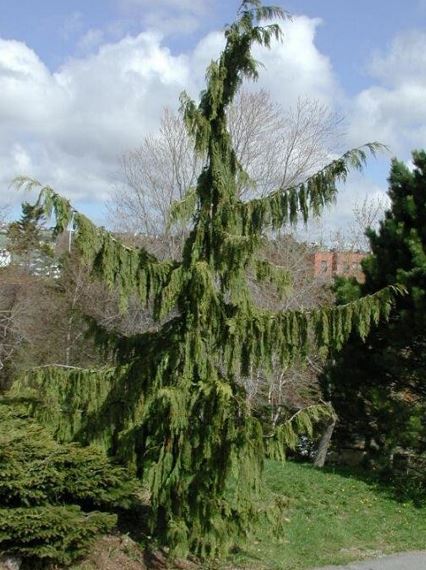 Alaska Cedar, Nootka False Cypress, Nootka Cypress Pendula