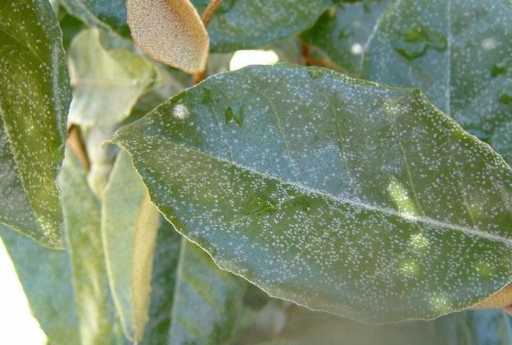 Elaeagnus Hybrid Species, Ebbinges Silverberry, Oleaster, Russian Olive