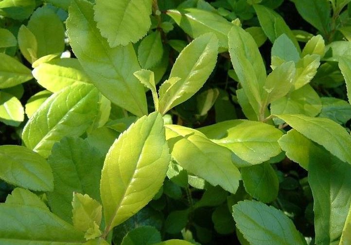 Escallonia Gold Brian