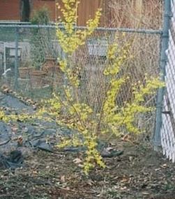 Forsythia Meadowlark