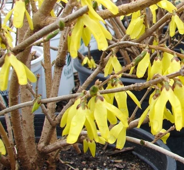 Forsythia Northern Gold