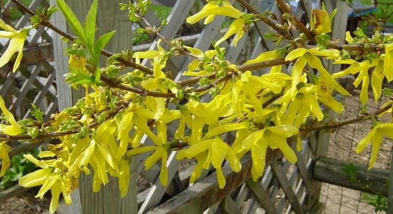 Weeping Forsythia