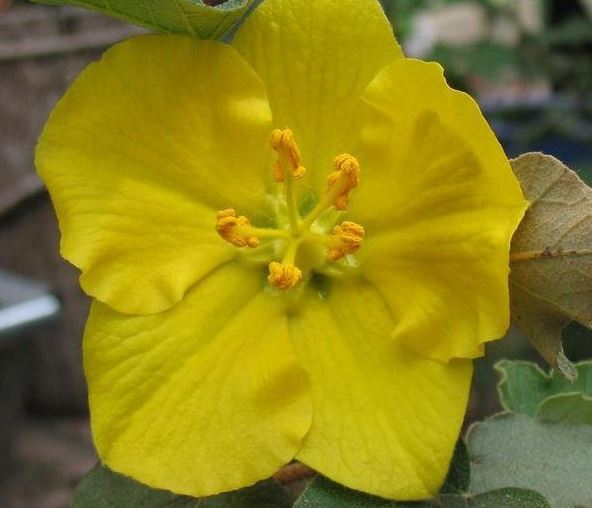 Fremontodendron, Flannel Bush, Fremontia California Glory