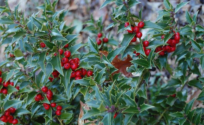 Ilex, Holly Rock Garden