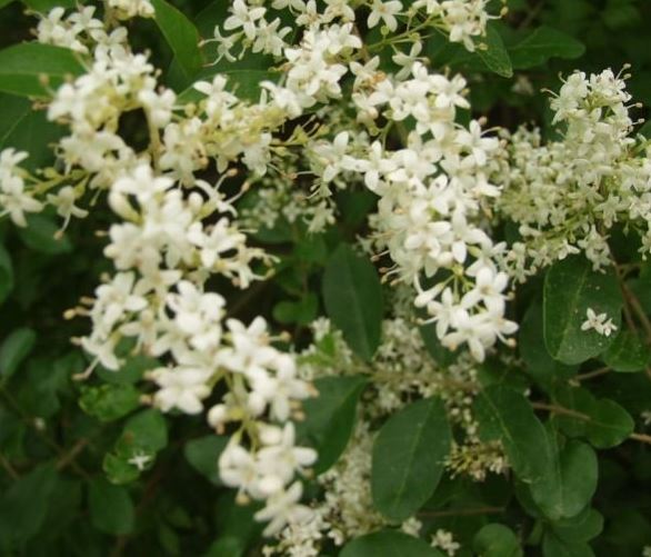 Ligustrum Species, Chinese Privet, Delavay Privet