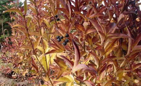 Ligustrum, Common Privet, European Privet Cheyenne