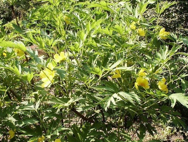 Paeonia Species, Tree Peony