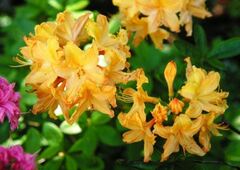 Rhododendron, Azalea 'Golden Lights'