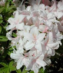 Rhododendron, Azalea 'White Lights'