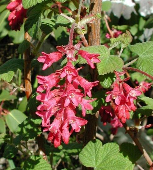 Redflower Currant, Flowering Currant, Winter Currant King Edward VII