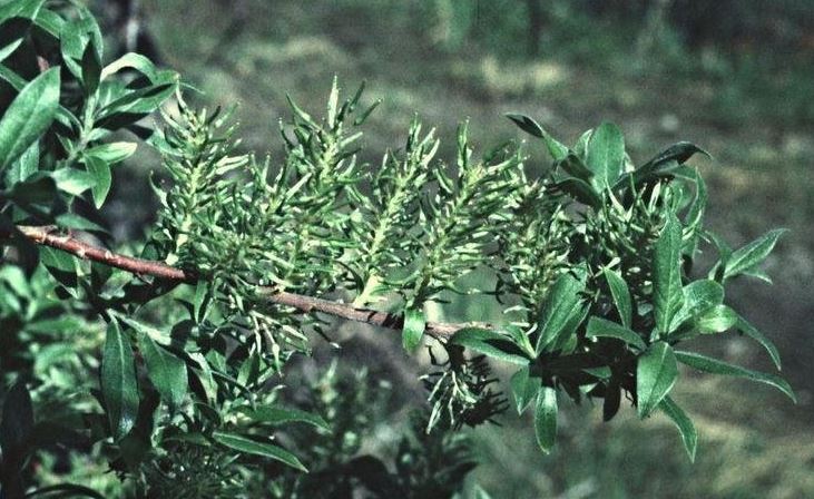 Bebbs Willow, Beaked Willow, Diamond Willow