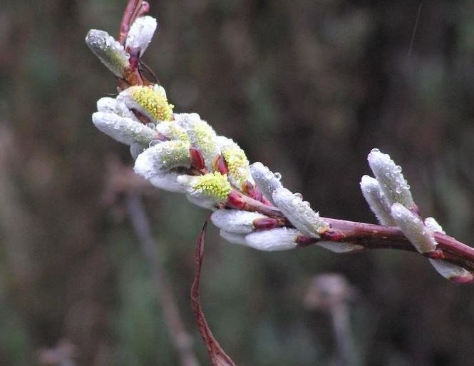 Japanese Fantail Willow, Dragon Willow Sekka