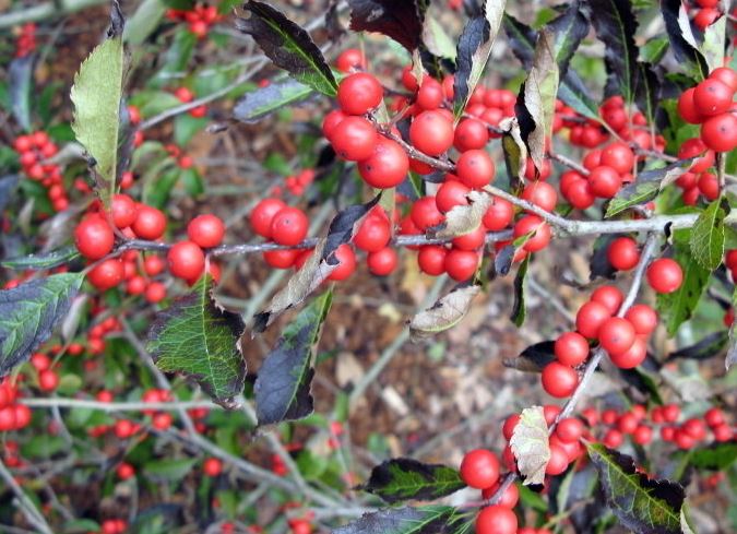 Japanese Holly, Boxleaf Holly, Box-leaved Holly Hoogendorn