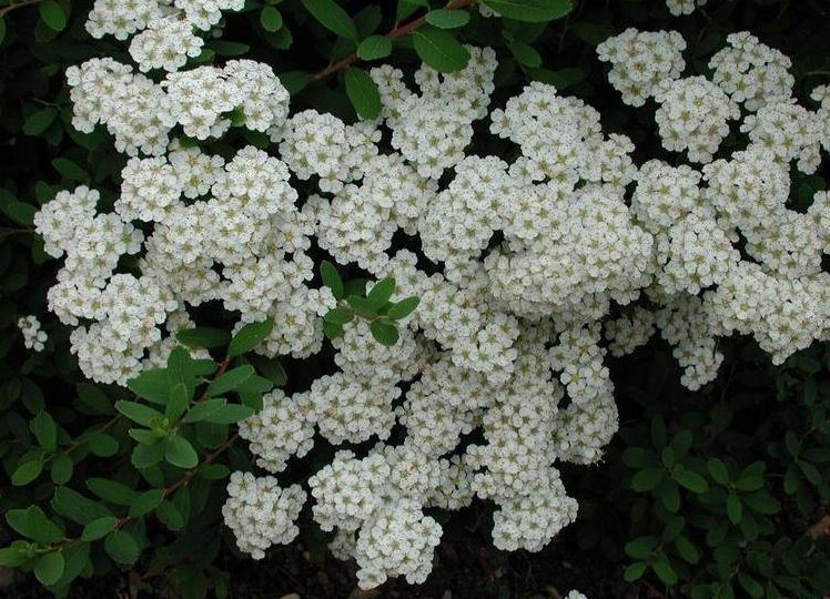 Spirea Snowmound