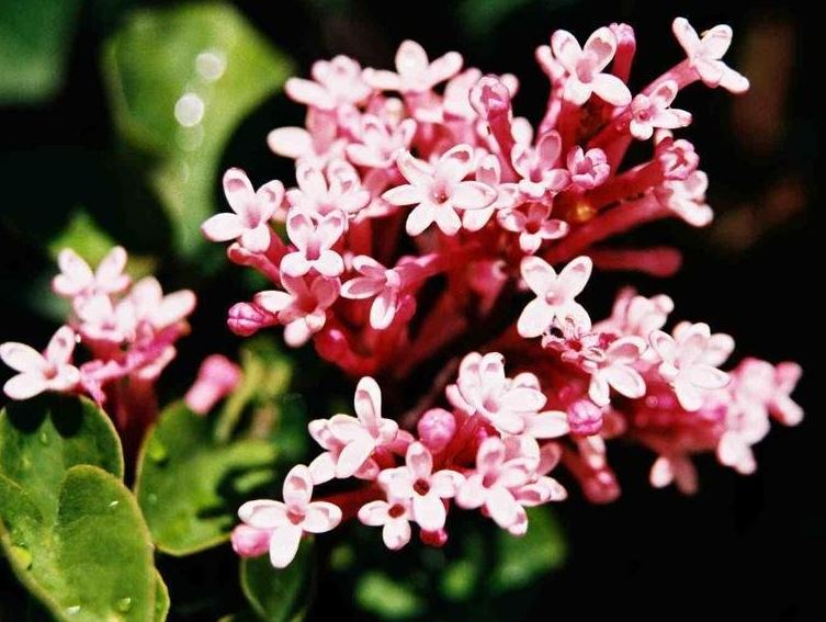Syringa Hybrid, Dwarf Lilac Tinkerbelle
