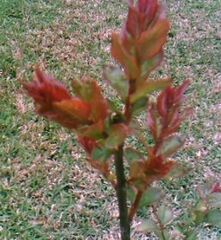 Lagerstroemia, Crape Myrtle, Crepe Myrtle 'Arapaho'